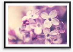 Wistful lilac Framed Art Print 138986679