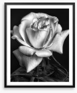 The white rose Framed Art Print 139805106
