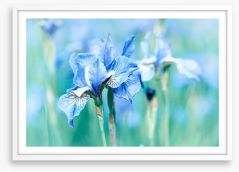 Northern blue iris Framed Art Print 140669216