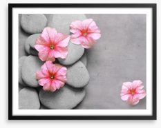 Petunia pebbles Framed Art Print 142500940