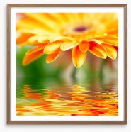Orange gerbera drops Framed Art Print 14392281