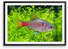 Fish / Aquatic Framed Art Print 143975138