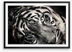 Sumatran stare Framed Art Print 147244748