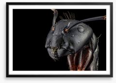 Insects Framed Art Print 147808807