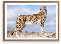 Cheetah on the lookout Framed Art Print 15260501