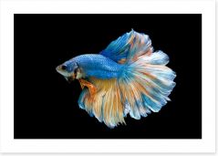 Fish / Aquatic Art Print 154074659