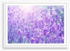 Lavender sunlight Framed Art Print 157274009