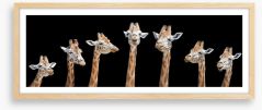 Seven giraffes