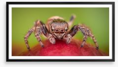 Insects Framed Art Print 160821178