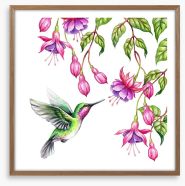 Pink fuchsia hummingbird Framed Art Print 161796784