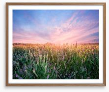 Alfalfa flower dawn Framed Art Print 164574881