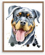 Rottweiler splash Framed Art Print 166724342