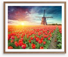 Red tulip windmill