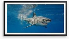 The smiling shark Framed Art Print 167418246