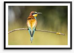Balancing bee-eater Framed Art Print 167507980