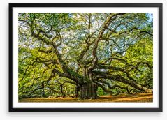 Angel oak Framed Art Print 167833741