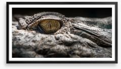 Reptiles / Amphibian Framed Art Print 169777191