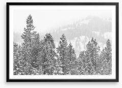 Conifers in the cold Framed Art Print 169871577