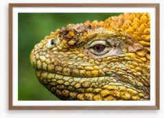 Reptiles / Amphibian Framed Art Print 170036616