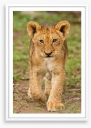 Little lioness Framed Art Print 170390701