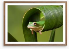 Frog sushi roll Framed Art Print 171167156
