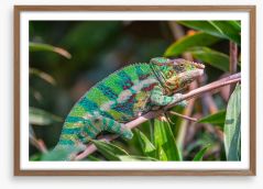 Reptiles / Amphibian Framed Art Print 176961278
