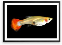 Fish / Aquatic Framed Art Print 178600497