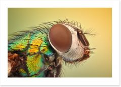 Insects Art Print 178787918