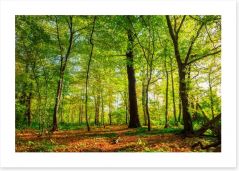 Forests Art Print 179033575