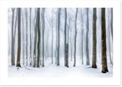 Forests Art Print 179669196