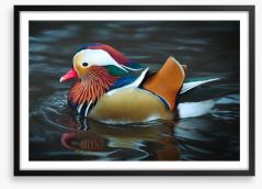 Majestic mandarin duck Framed Art Print 181535192