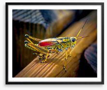 Insects Framed Art Print 184489516