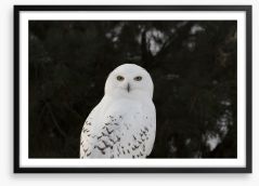 Snowy owl stare Framed Art Print 184570293