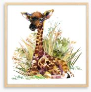 Giraffe calf in the grass