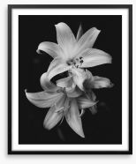 Pure lily Framed Art Print 187017598