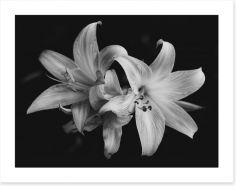 Pure lily Art Print 187017598c