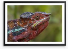 Reptiles / Amphibian Framed Art Print 188049599