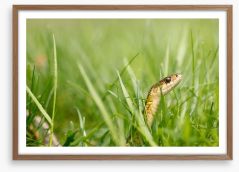 Snake in the grass Framed Art Print 190647178