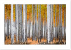 Forests Art Print 195099679