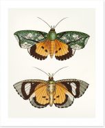 Butterflies Art Print 197123476
