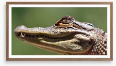Reptiles / Amphibian Framed Art Print 198536167