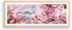 Cherry blossom panorama Framed Art Print 200436331