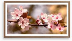 Cherry bloom sunshine Framed Art Print 200554380