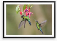 Fiery throated hummingbirds Framed Art Print 201705001