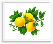 Three lemons Framed Art Print 202733107