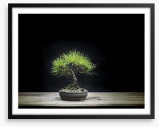 Black pine bonsai Framed Art Print 202858152