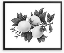 Three lemons mono Framed Art Print 204114956
