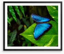 Insects Framed Art Print 204368003
