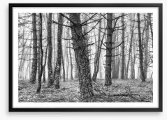 Forests Framed Art Print 205412973