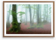Forests Framed Art Print 206226907